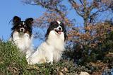 EPAGNEUL PAPILLON et PHALENE 004